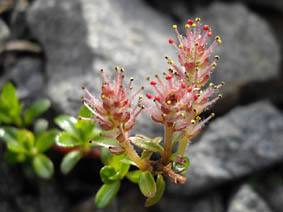 Salix lindleyana